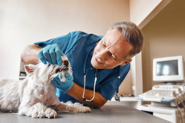 Best Emergency Broken Tooth Repair in Severance, CO